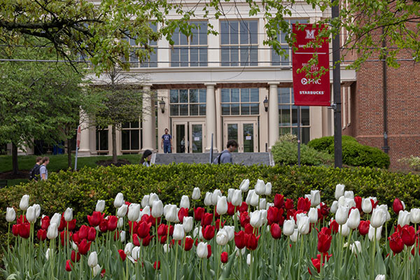 red and white tulips in front of evergreen shrubs and Armstrong Student center in the background
